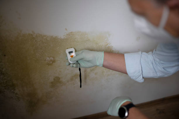 Best Toxic Mold Removal  in Soh Weber, UT