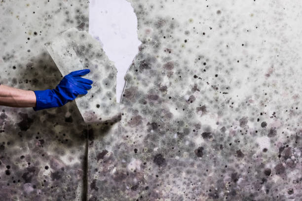 Best Crawl Space Mold Removal  in Soh Weber, UT